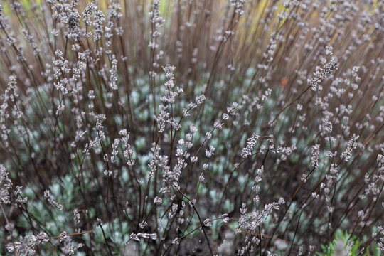 Frost-covered lush lavender bush in the autumn garden