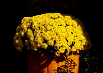 Yellow mums in the neighborhood, Columbus area, November