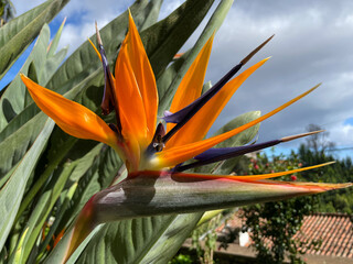 Exotic tropical Strelitzia reginae, commonly known as the crane flower, bird of paradise in...