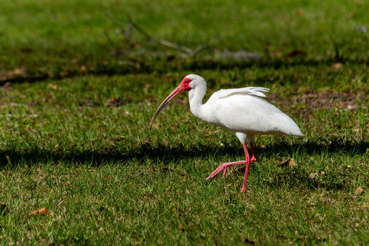White Ibis