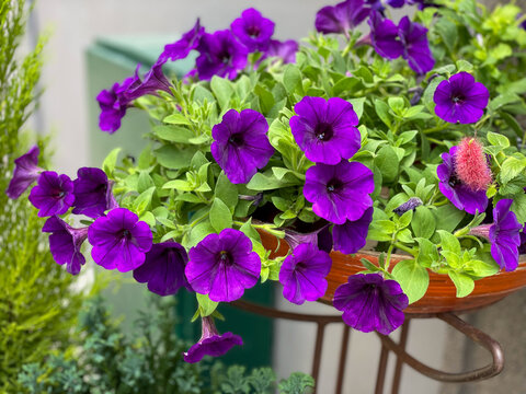 Beautiful blooming vibrant purple violet calibrachoa balcony flowers close up, floral wallpaper background with purple bell flowers