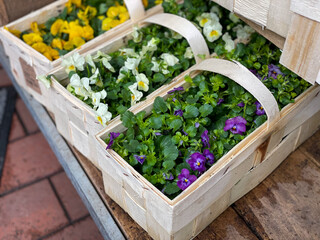 Wooden flower pot boxes with yellow, white and purple Viola Cornuta pansie spring flowers seedlings...