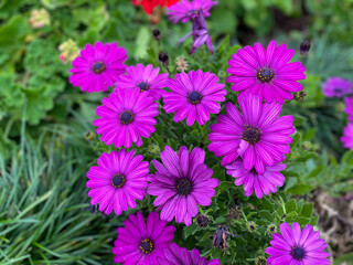 Vibrant pink purple Cape Marguerite daisy flowers close up, floral wallpaper background with blooming marguerites flowers