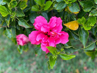 Vibrant pink Hibiscus rosa-sinensis tropical exotic flower close up