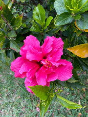 Vibrant pink Hibiscus rosa-sinensis tropical exotic flower close up