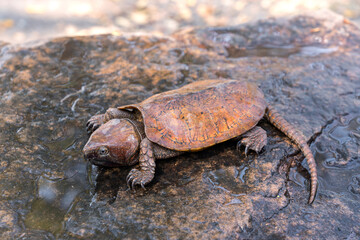 Rare and Critically endangered Poo-Loo Turtle or Big-headed turtle (Platysternon megacephalum) on the rocks in the waterfall stream in its habitat the natural forest of northern Thailand.