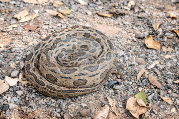 Snake with Hematotoxin venom dangerous to the blood system. Siamese Russell's Viper (Daboia siamensis) Camouflaged on the ground with a pile of dry leaves in its habitat the natural of Thailand.