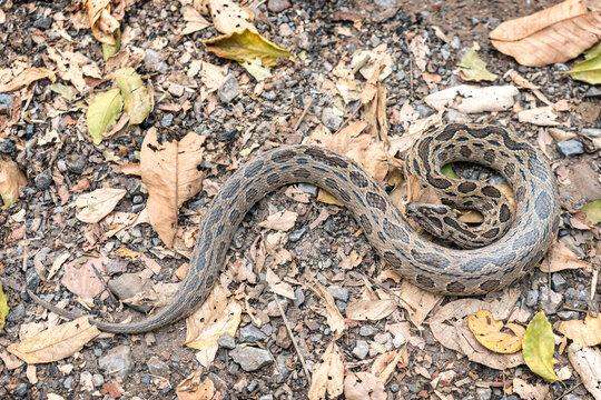 Snake with Hematotoxin venom dangerous to the blood system. Siamese Russell's Viper (Daboia siamensis) Camouflaged on the ground with a pile of dry leaves in its habitat the natural of Thailand.