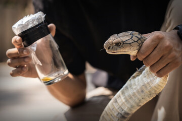 King cobra (Ophiophagus hannah) yellow venom at the bottom of tumbler from milking venomous snake by biting and releasing for just 1 second. - obrazy, fototapety, plakaty