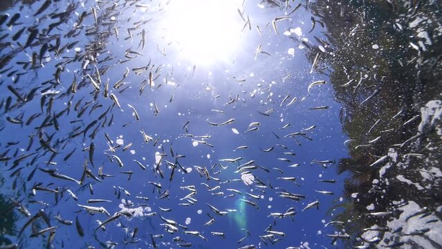 silversides  under sun shine underwater  ocean scenery  Atherina boyeri