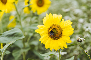 Tournesol jaune dans un champ un jour de printemps - 755806211