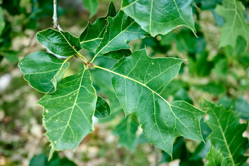 Quercus rubra or northern red oak, oak tree in red oak group Quercus section Lobatae. Green leaves of red oak floral organic background.