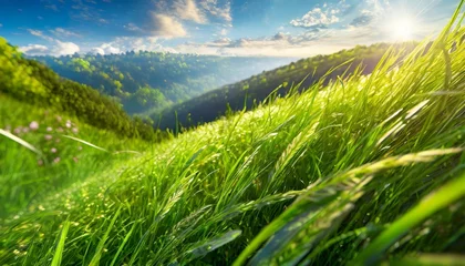 Zelfklevend Fotobehang Green grass, natural outdoors. Grass texture  © blackdiamond67