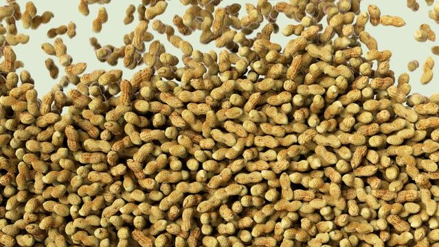 Rosted peanuts falling down. Dried peanuts drooping and stacking.Many peanuts raining down and fill in the screen. Enormous number of penauts 4k animation with alpha channel mask.