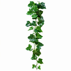 A set of green leaves, java tree, or grape ivy, a jungle liana, and dangling leaves of a shrub,...