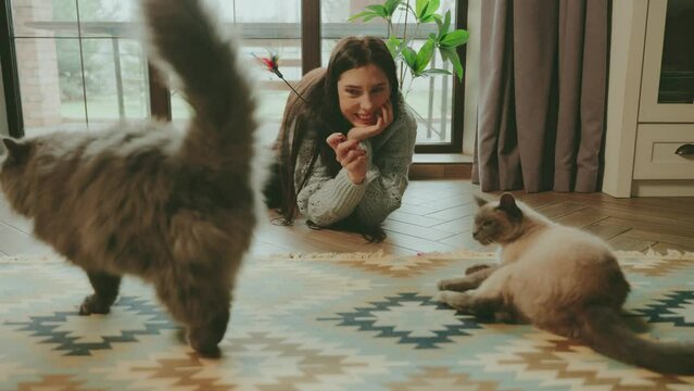 Happy woman plays with cute fluffy gray funny cat pet emotions love care. Adult girl smiling face at home cozy room casual clothes. holds in hands toy sits on floor by window. Siamese purebred cat 4k