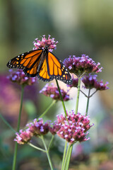 Motyl Monarcha na kwiatku