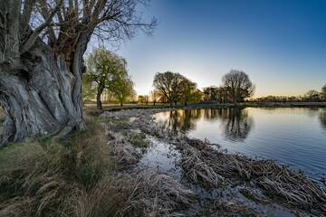 Grasses and reeds waiting to sprout under and old willow tree