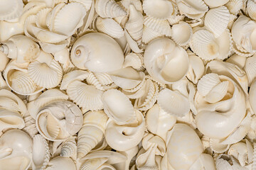 Context with various seashells stacked together for decorative surface