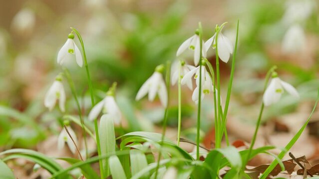 Blooming Snowdrops Galanthus Nivalis In A Park. Blossoms Illuminated By Sun In Blurred Background.