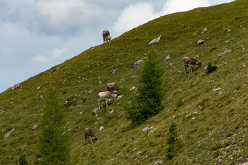 Giro ad anello Sasso Lungo e Sasso Piatto, Trentino Alto Adige - Italia