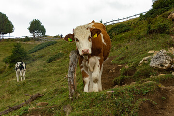 Giro ad anello Sasso Lungo e Sasso Piatto, Trentino Alto Adige - Italia