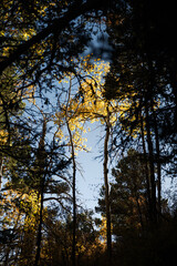 New Mexico Trees and View 2