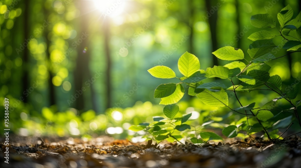 Poster Sunlight filtering through leaves in a forest