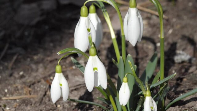 Snowdrops galanthus sway in the wind. 