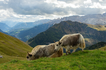 Giro ad anello Sasso Lungo e Sasso Piatto, Trentino Alto Adige - Italia