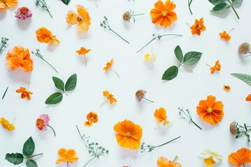 Orange and White Flowers on White Background