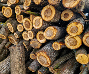 Wooden saw cuts warehouse. Circle wood texture