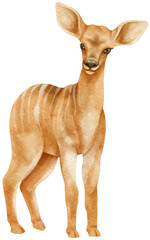 Lesser Kudu savanna animals watercolor illustration