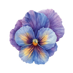 beautiful pansy flower vector illustration in watercolour style
