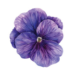 beautiful violet flower vector illustration in watercolour style