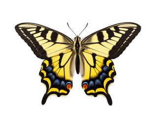butterfly isolated on transparent background, transparency image, removed background