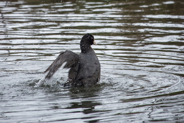 close up of coot an aquatic bird of the rail family with blackish plumage and lobed feet in the water