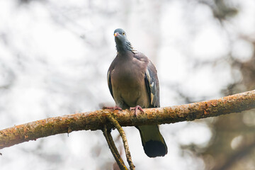 Common wood pigeon sits on a branch and looks toward the camera lens. A Common Wood-pigeon close-up portrait with copyspace.  Bird with the white patches of the neck.