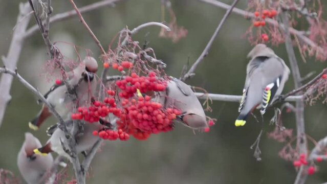 Waxwings eat rowan berries, close-up