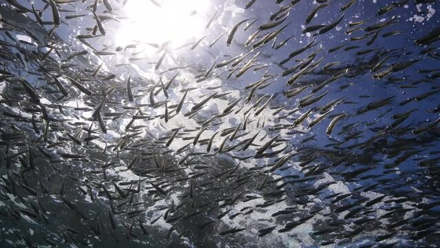 silversides   underwater  ocean scenery Atherina boyeri