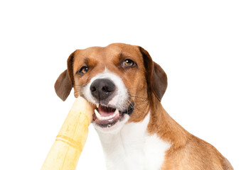 Isolated dog chewing on rawhide chew stick and looking at camera. Cute puppy dog eating basted rawhide stick with open mouth. For dental hygiene and happiness. Female Harrier mix. Selective focus.