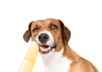 Isolated dog chewing on rawhide chew stick and looking at camera. Cute puppy dog eating basted rawhide stick with open mouth. For dental hygiene and happiness. Female Harrier mix. Selective focus.
