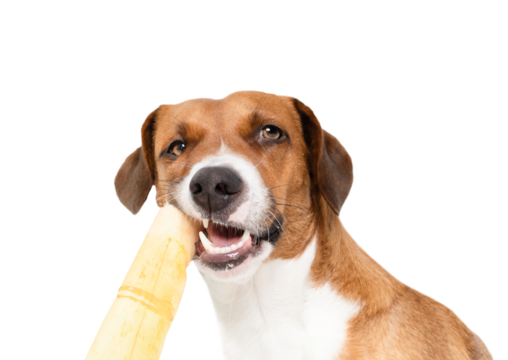 Isolated dog chewing on rawhide chew stick and looking at camera. Cute puppy dog eating basted rawhide stick with open mouth. For dental hygiene and happiness. Female Harrier mix. Selective focus.