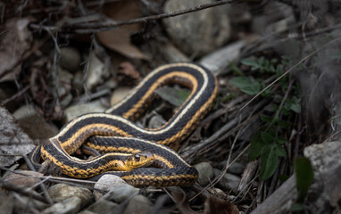 Massachusetts garter snake basking on early spring day