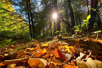 Autumn leaves in the park