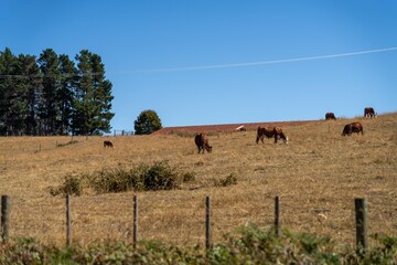 Obraz premium Herd of sustainable cows on a green hill on a farm in Australia. Beautiful cow in a field. Australian Farming landscape with Angus and Murray grey cattle