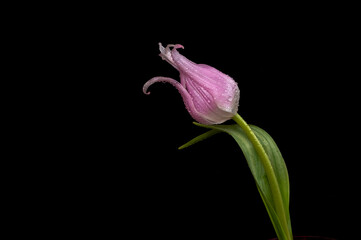 Obraz premium Pink delicate tulip on the stem and dew drops on a black background. Aesthetic photo, copy space. Extreme flower close-up