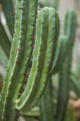 beautiful green plants cactus with spikes