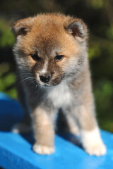 Close up photo of adorable Akita Inu puppy standing on a blue bench outdoor on nature background in summer