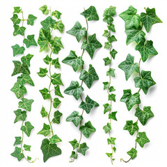 A set of green leaves, java tree, or grape ivy, a jungle liana, and dangling leaves of a shrub, ivy, isolated on a white background with an outline outline.